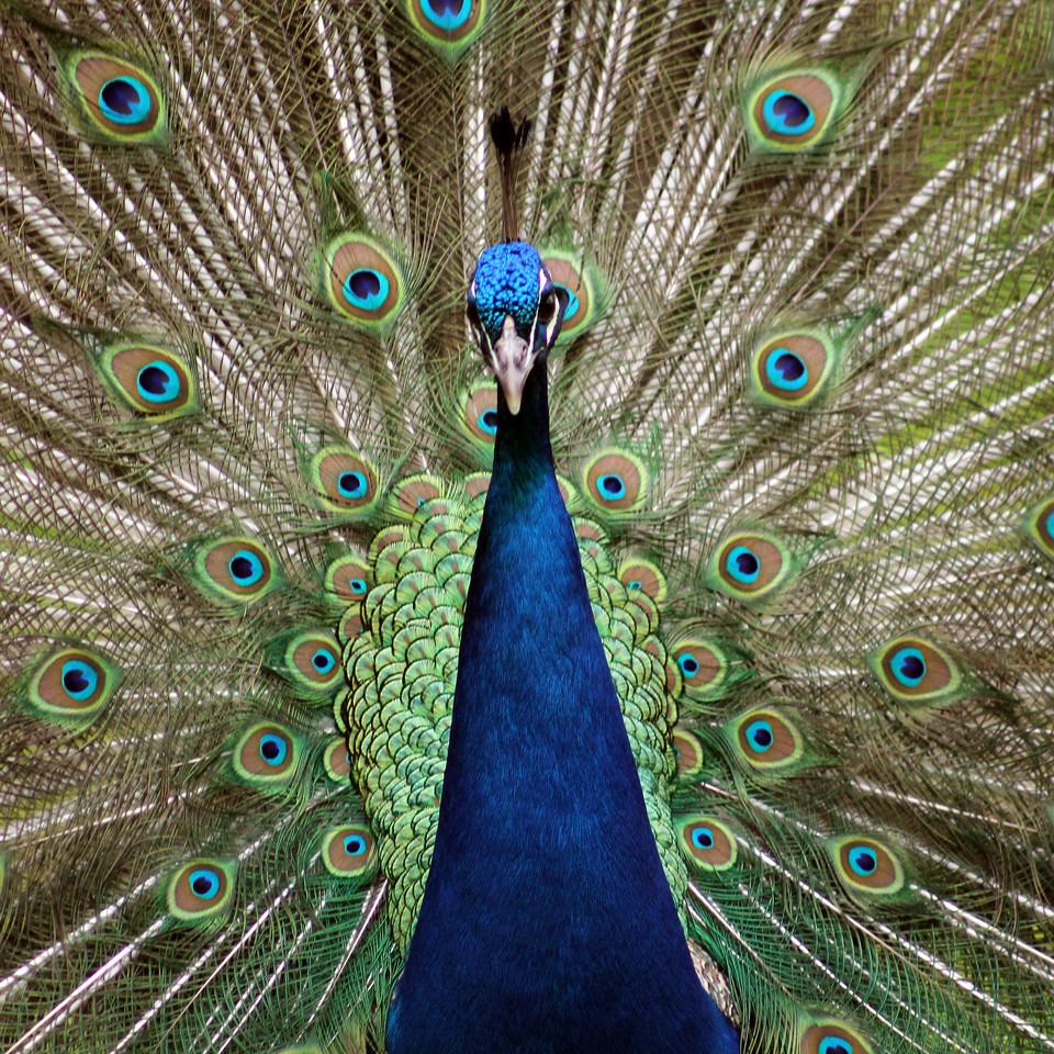Image of a peacock