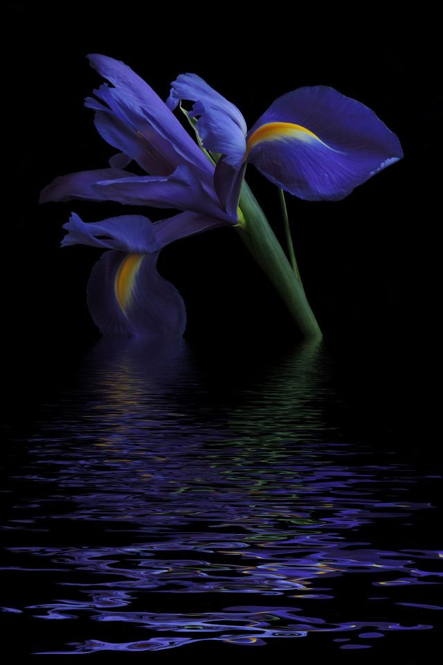 Blue colored flower