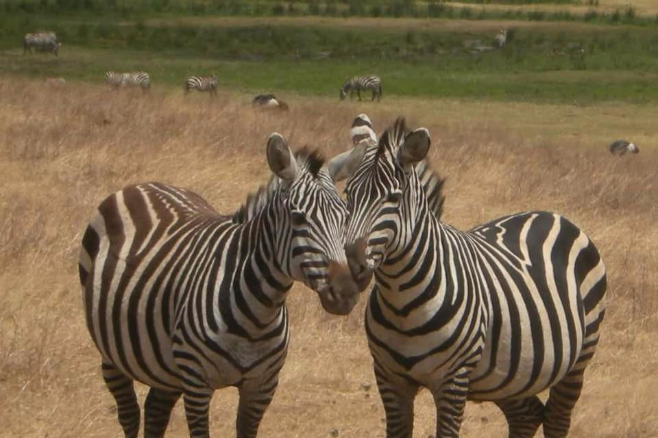 Mother, zebras