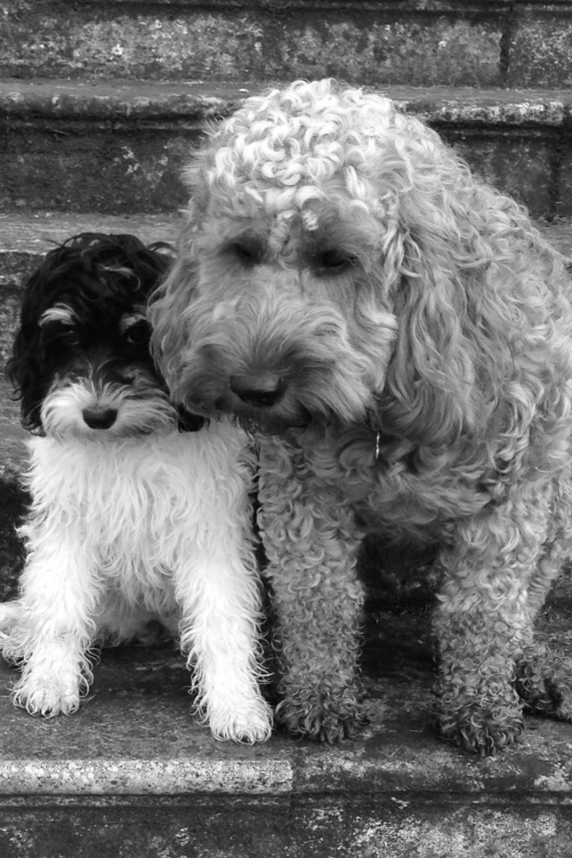 dogs, cockapoos, a pari of dogs, b & w
