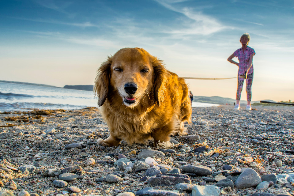 animals, dogs, dog, beach, seaside, sneeze, close-up